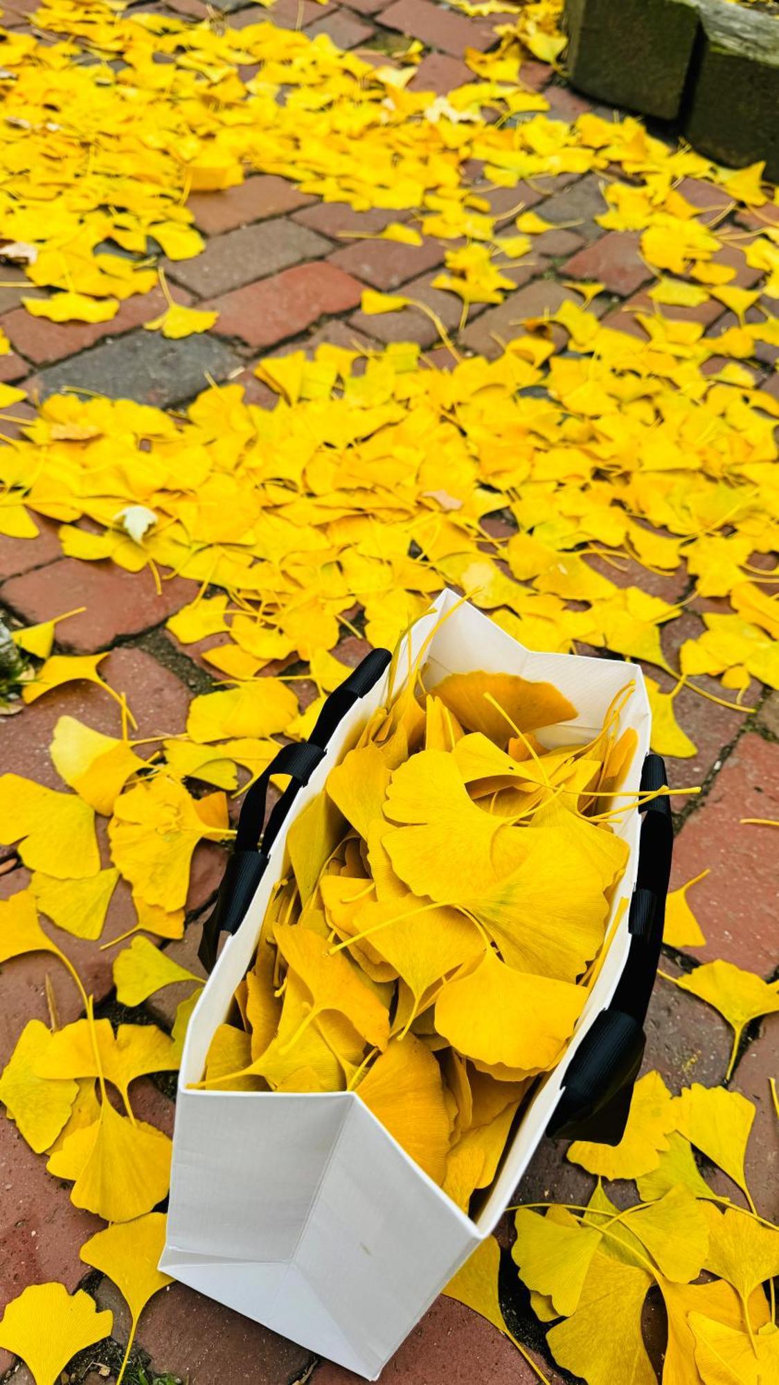 Ginkgo House On Harvard 케임브리지 외부 사진
